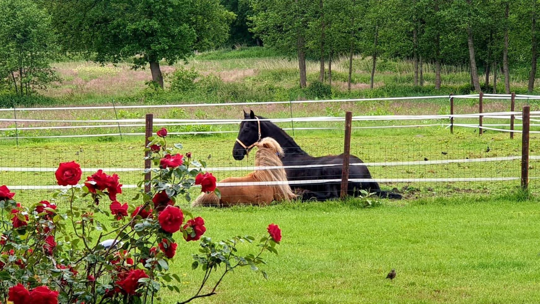 B&B Kuiper In Friesland Ureterp Extérieur photo